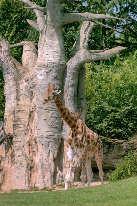 Exotic Animals 2 摄影, 39.4x27.6 in