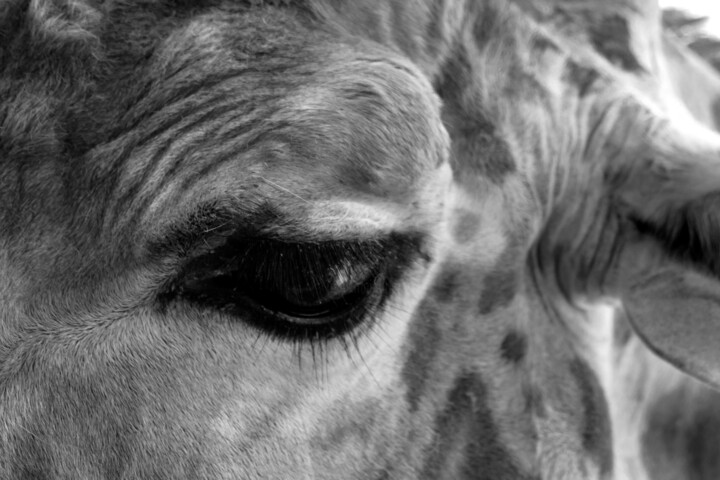 Exotic Animals 11 摄影, 27.6x39.4 in