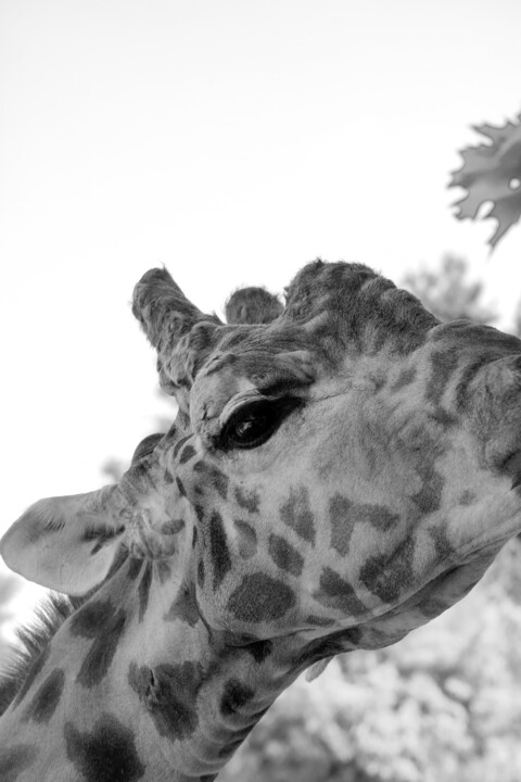Exotic Animals 13 Fotoğraf, 39,4x27,6 in