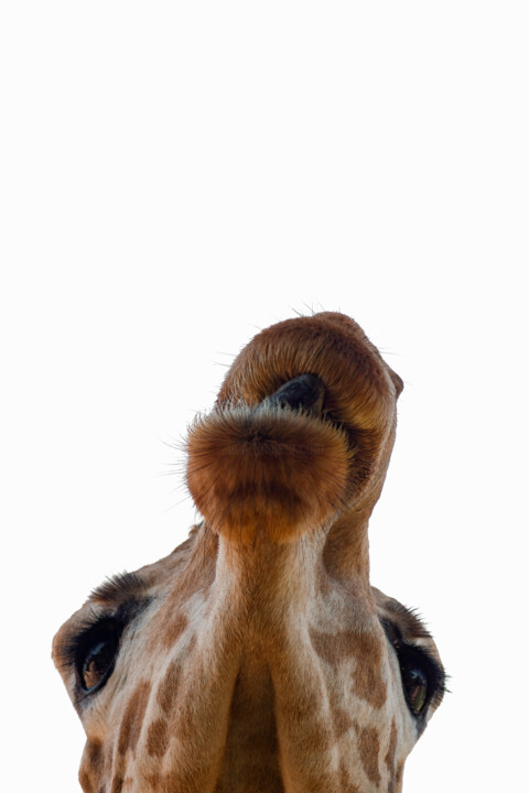 Exotic Animals 16 Fotoğraf, 39,4x27,6 in