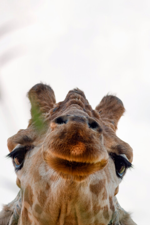 Exotic Animals 17 Fotografie, 39,4x27,6 in
