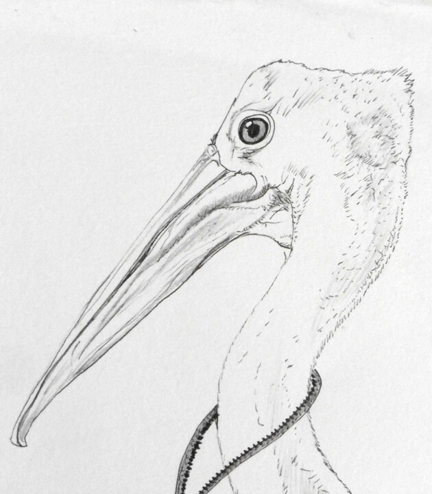 Pélican Disegno