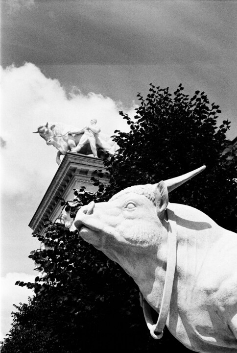A white calf's dream 사진