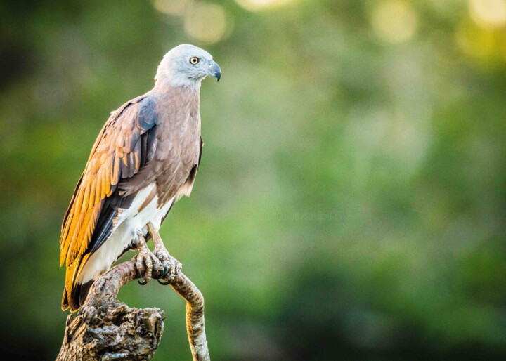 A Hawk's Tale 摄影