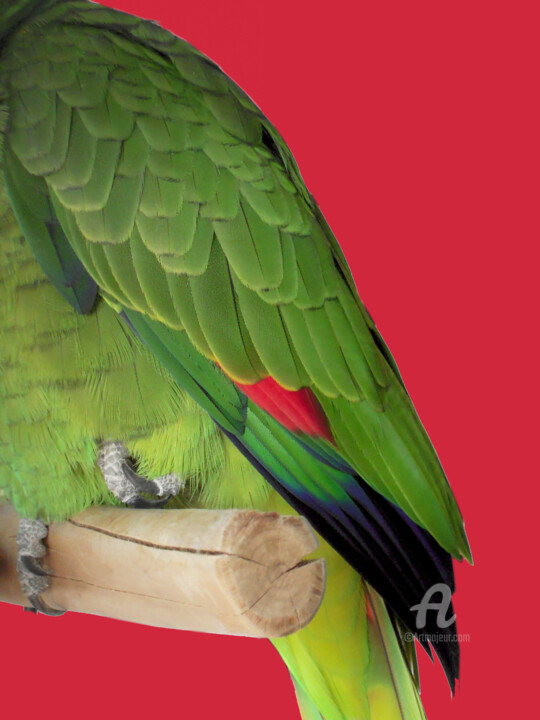 Natural art COLORFUL details - isolated parrot morphology 摄影