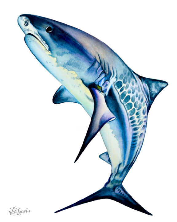 Sea life Whale Tiger shark Watercolor fish Sea animal 绘画, 10x8 in