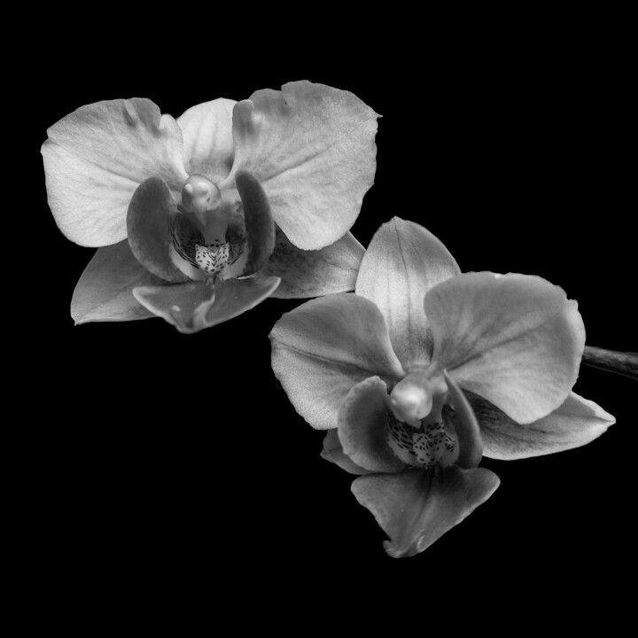 Photography titled "smooth lightweight…" by Abreu, Original Artwork, Digital Photography