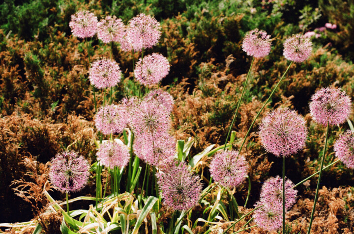 "Floral fireworks" başlıklı Fotoğraf Ekaterina Kastalskaya tarafından, Orijinal sanat, Analog Fotoğrafçılık