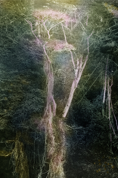 Amazone Forest #1 Фотография, 23,6x15,7 in