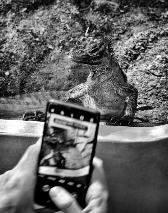 Der Leguan und das Mobiltelefon 사진, 21.8x17.2 in