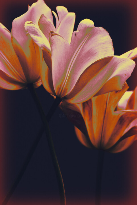 Flowerissimo_19480 Fotografie