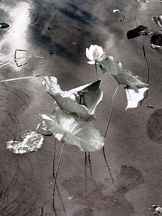 Фотография под названием "Stillness in Bloom-…" - Sanzhi Chieh, Подлинное произведение искусства, Цифровая фотография