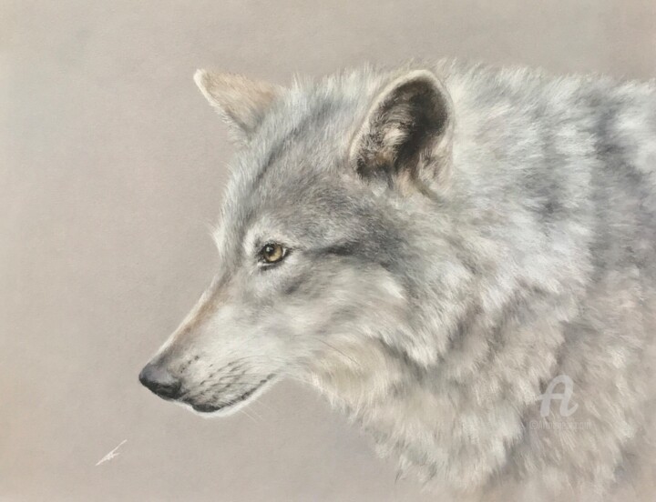 White wolf from Alaska 图画, 10.6x13.8 in