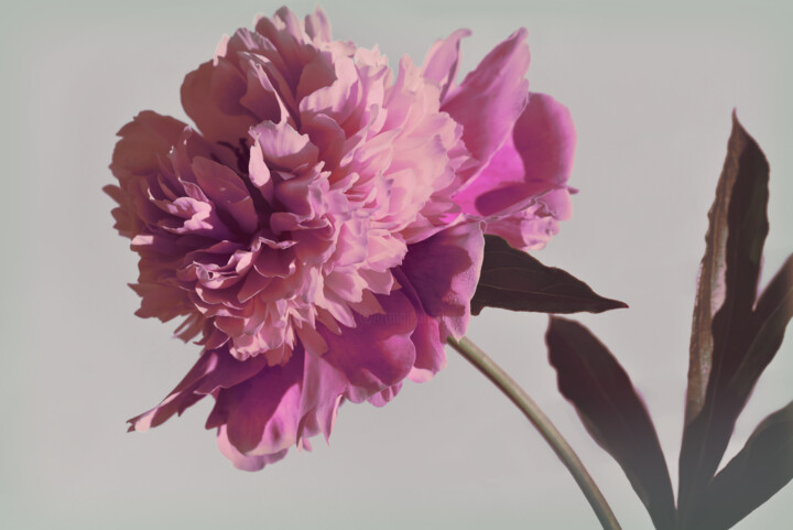 Flowerissimo_15945 摄影
