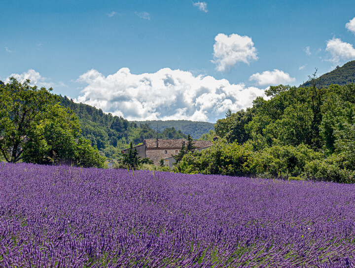 Fotoğraf 
