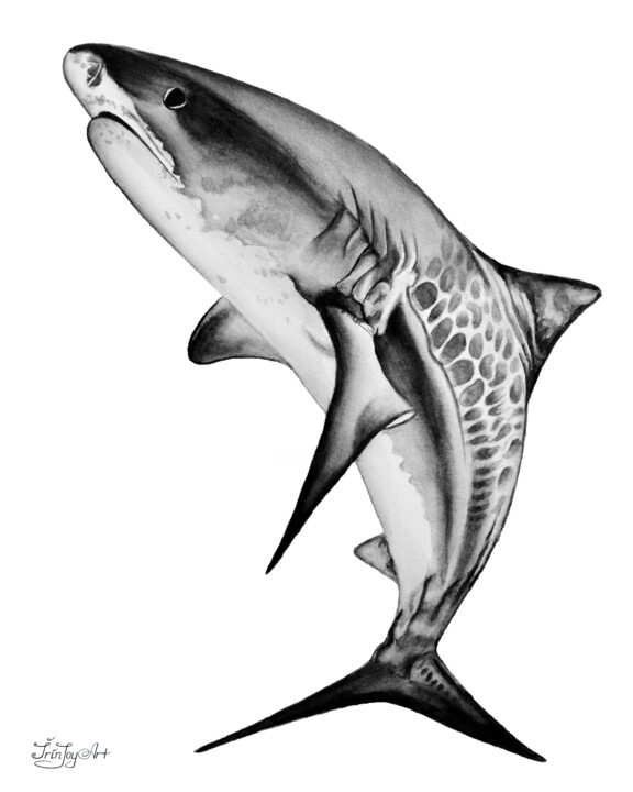 Black white Tiger great shark Whale print Coastal Nautical 绘画, 10x8 in
