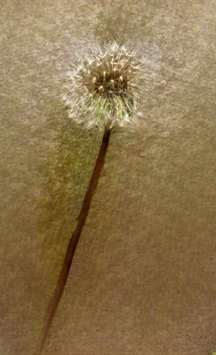 fluff 摄影