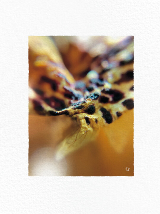 Fotoğraf,  15,8x11,8 in 