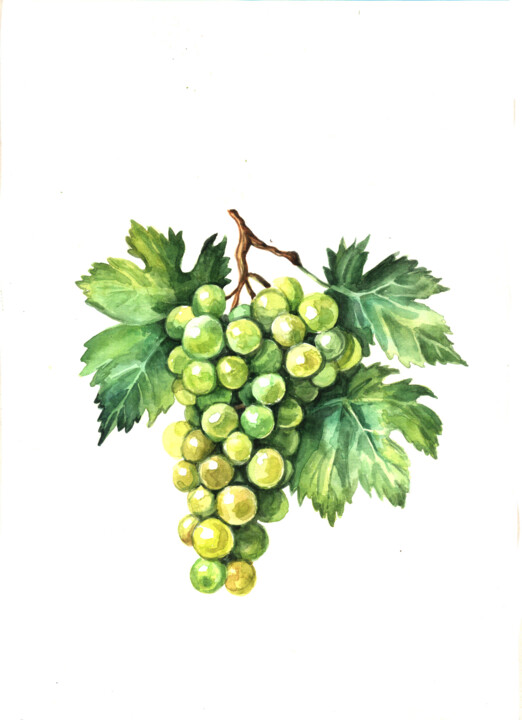 Виноград Pittura, 11,4x8,3 in