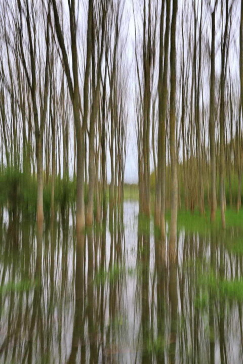 Arbres abstraits Fotoğraf, 17,7x11,8 in