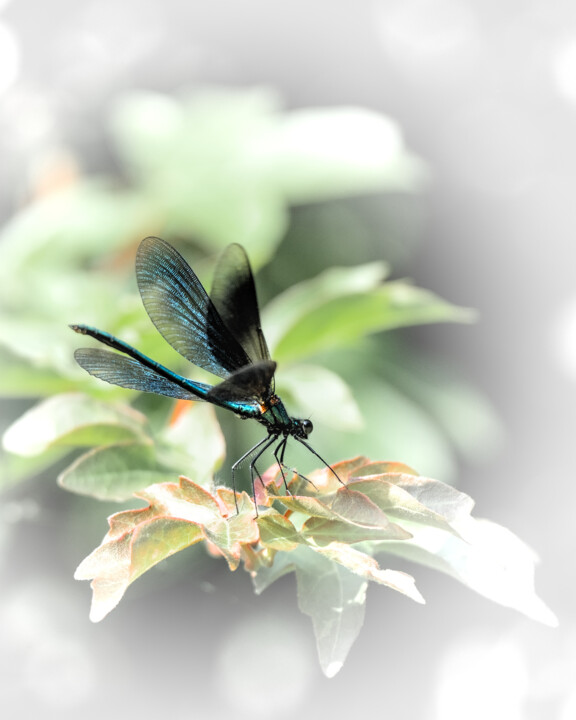 "Libellule" başlıklı Fotoğraf Stephanie Vanhullebus tarafından, Orijinal sanat, Dijital Fotoğrafçılık