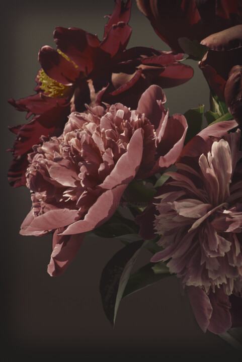 Flowerissimo_11554 摄影