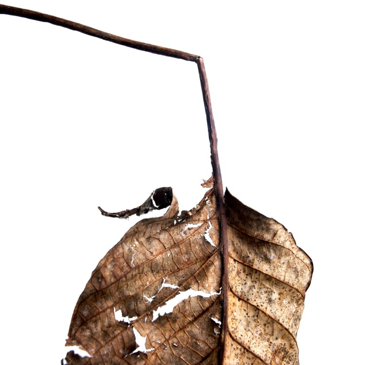 FEUILLE D'AUTOMNE 4 Photography