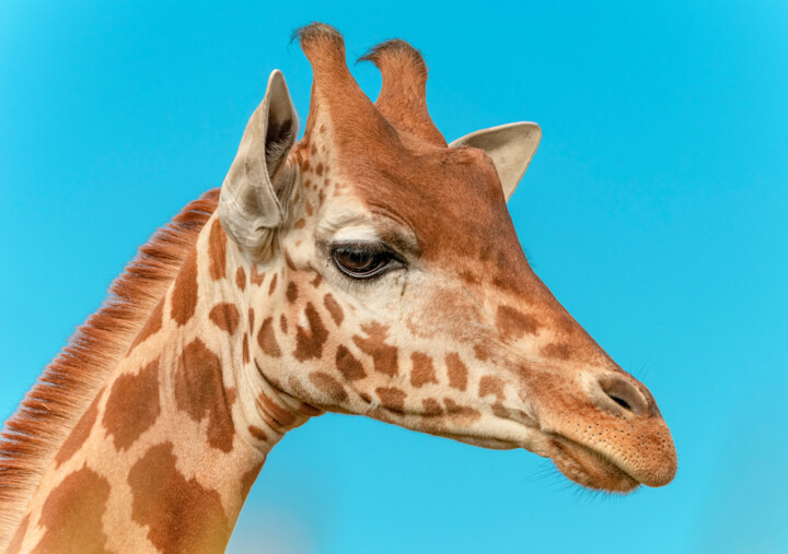 Le girafon - Exposition 2023 Fotografia, 25,6x33,9 in