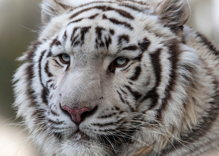 Le tigre blanc - Exposition 2023 Fotoğraf, 24x31,5 in