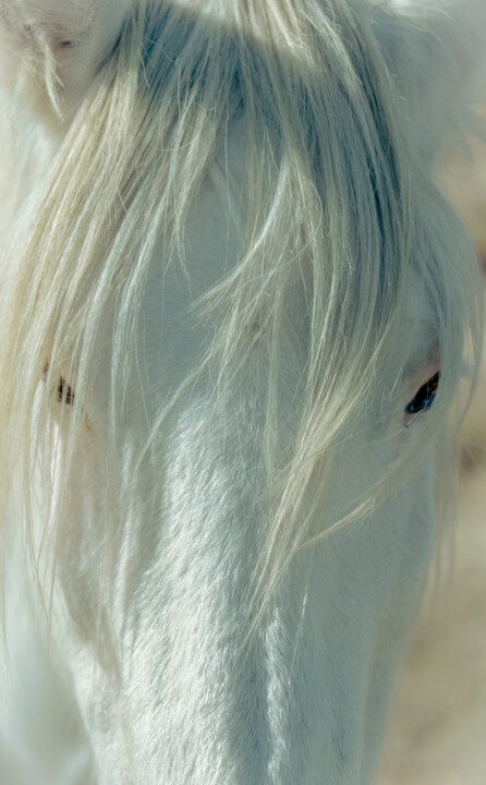 Le Camargue - Exposition Photography, 30.3x23.6 in