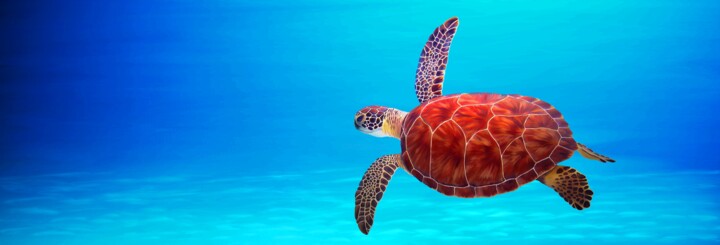 Tortue Volante 数字艺术, 18.9x56.7 in