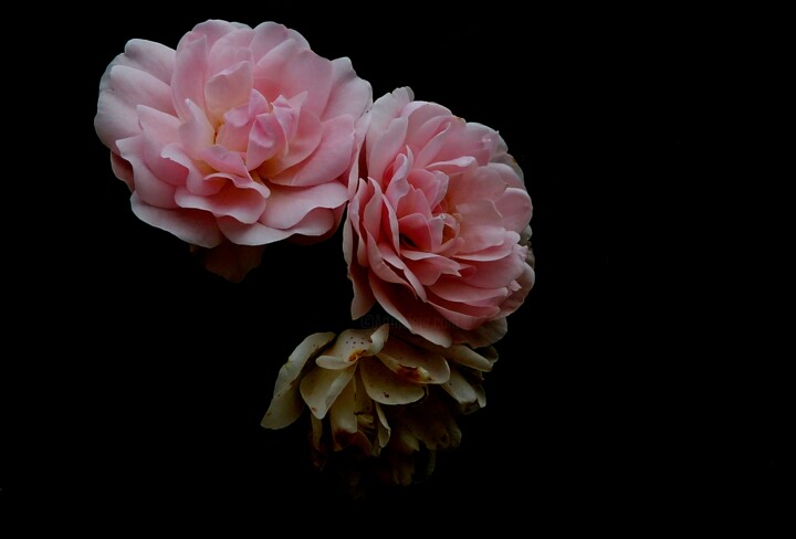 Photography titled "Fading." by Dave English, Original Artwork, Digital Photography
