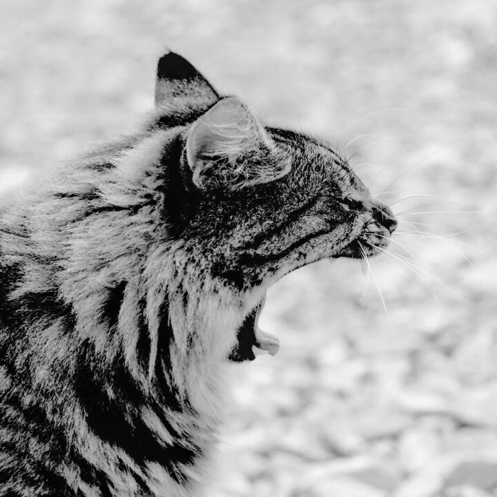 Le cri du chat 摄影