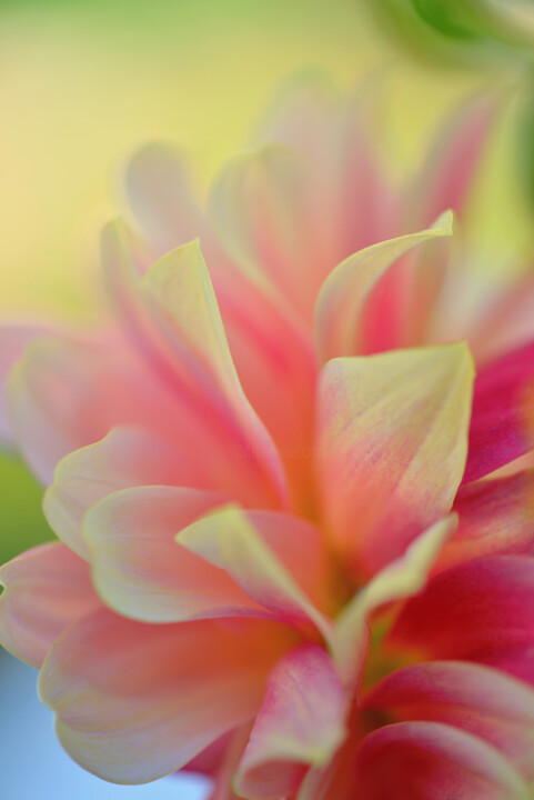 Flower_17870 摄影