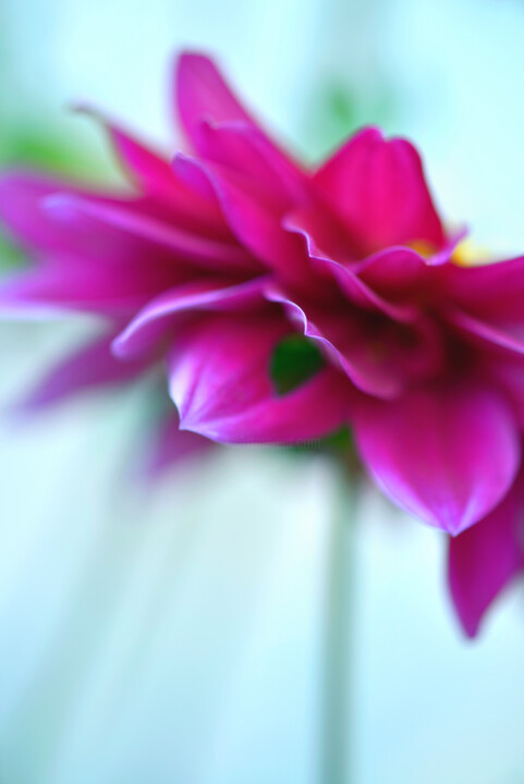 Flowerissimo_17796 摄影
