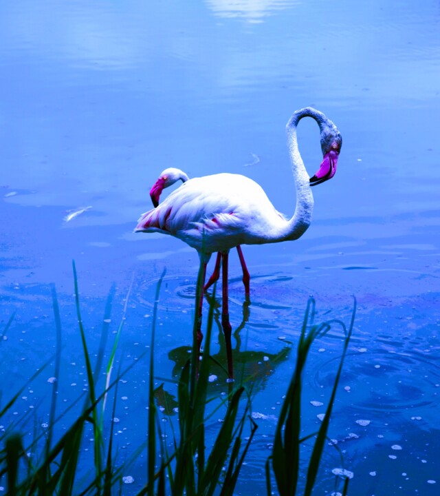 CAMARGUE SAUVAGE ONE (FRANCE) Фотография