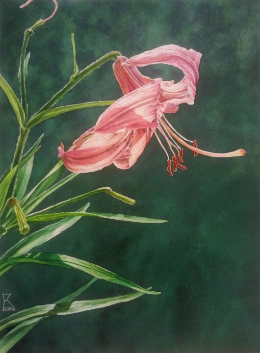 LILY Рисунок, 15x11 in