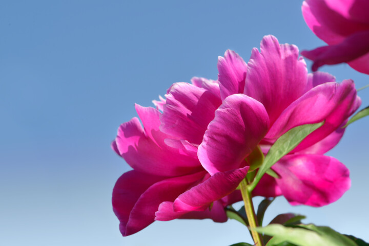 Flowerissimo_15588 摄影
