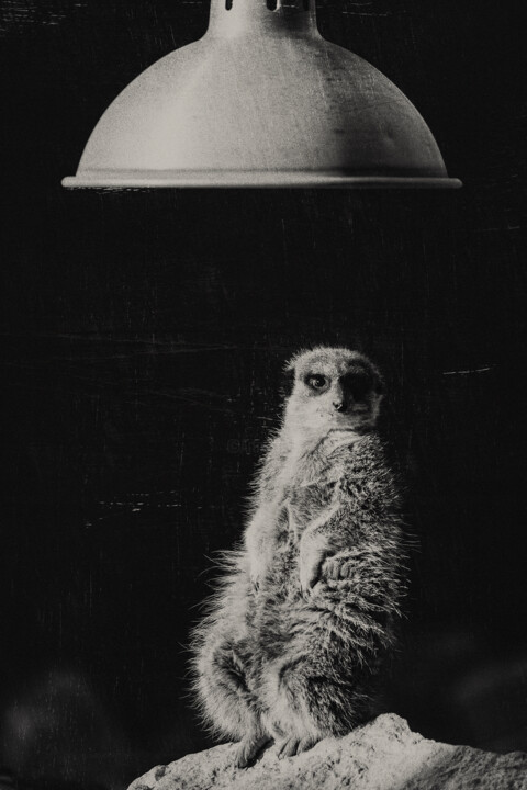 Suricate 摄影, 23.6x16.9 in