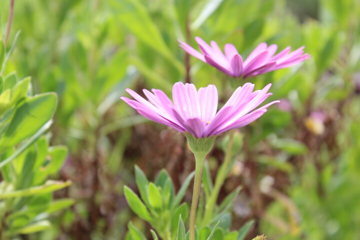 Purple Daisies Fotoğraf
