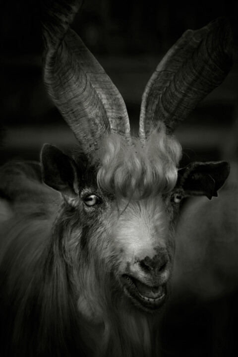 Photography titled "Chèvre" by Jean-François Mansencal, Original Artwork, Digital Photography