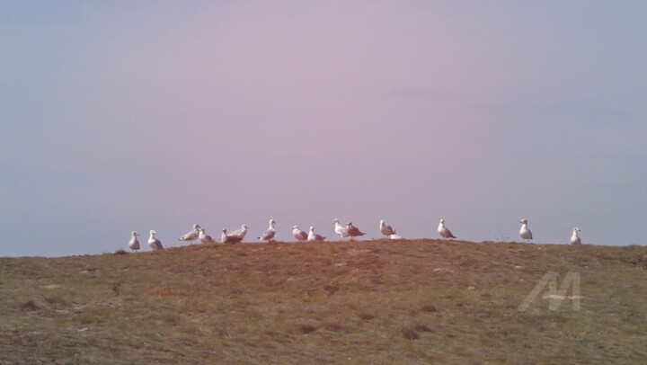 A line of seabirds above grassy small hillock dune shooted 摄影