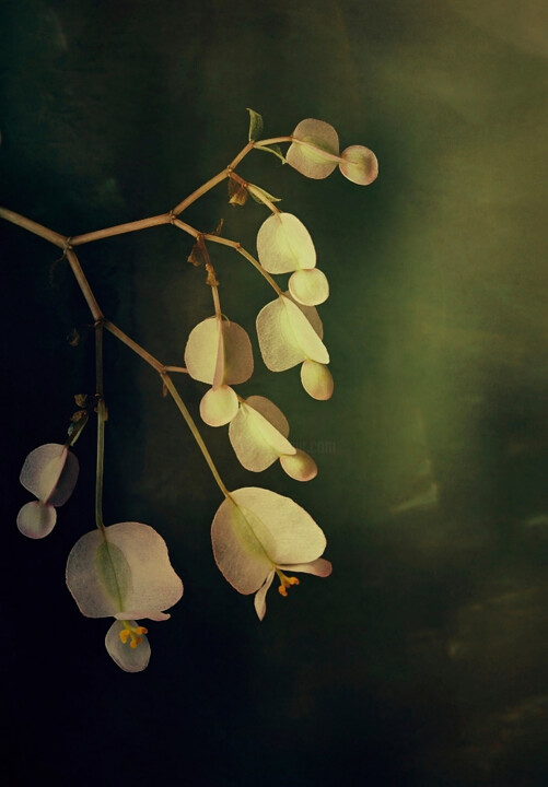 Fragility. 摄影