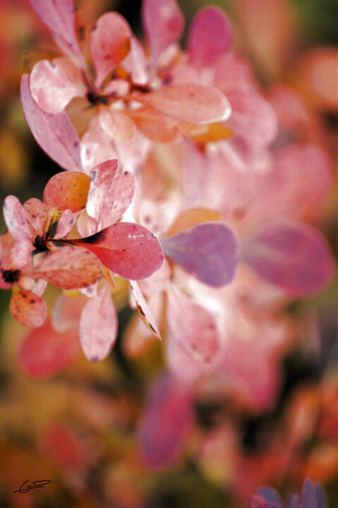 Photographie intitulée "Douceur d'automne" par Sylvie Chapuis, Œuvre d'art originale, Photographie non manipulée
