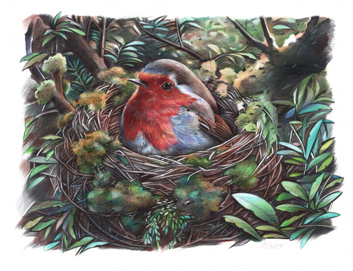 European Robin II 图画, 9.1x12 in