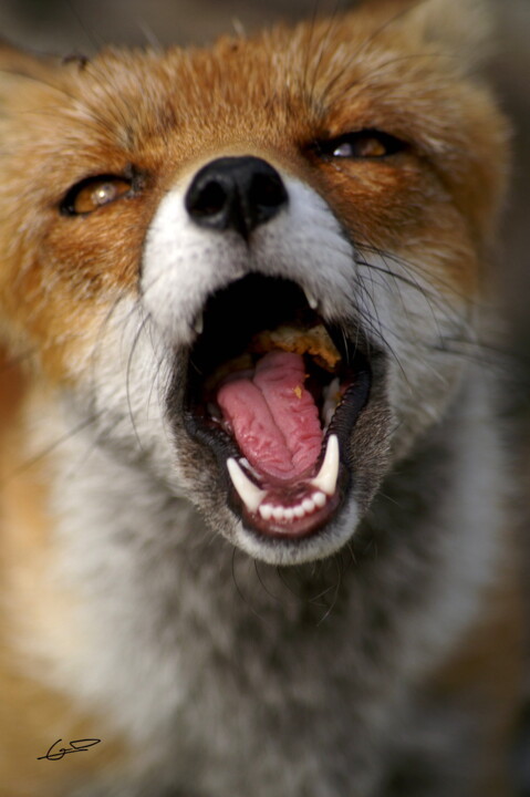 Messire le renard, de bon appétit 摄影