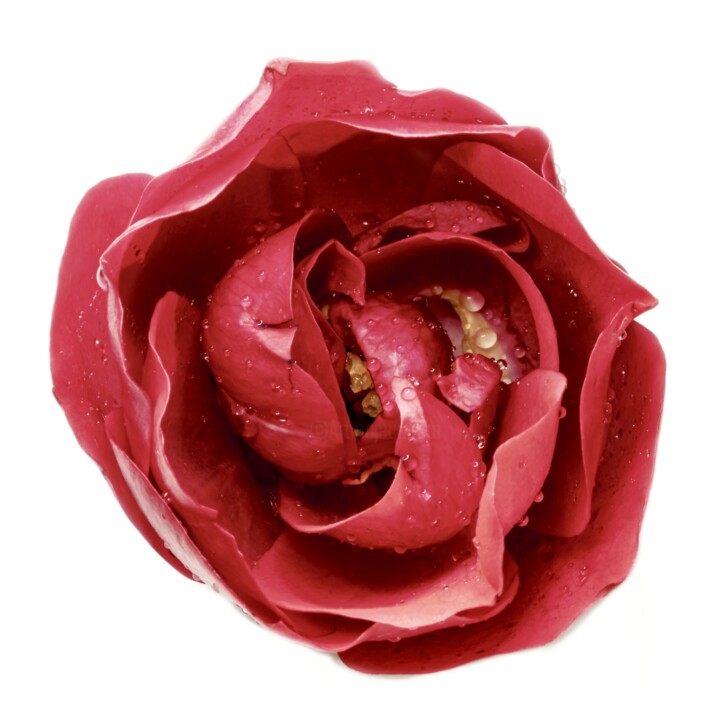 Rose Fotografia, 11,8x11,8 in