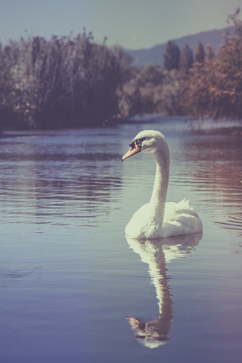 Sérénité du Cygne Photography