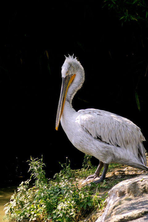 Abra suas Asas 1 Fotoğraf, 39,4x27,6 in