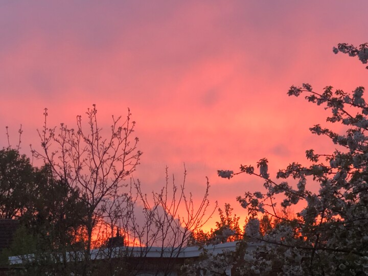 Photography titled "SO PINK" by Alexa Healey, Original Artwork, Analog photography